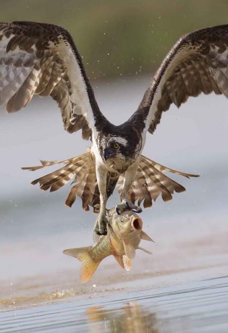 Lituania, falco a caccia di prede: catturata una carpa