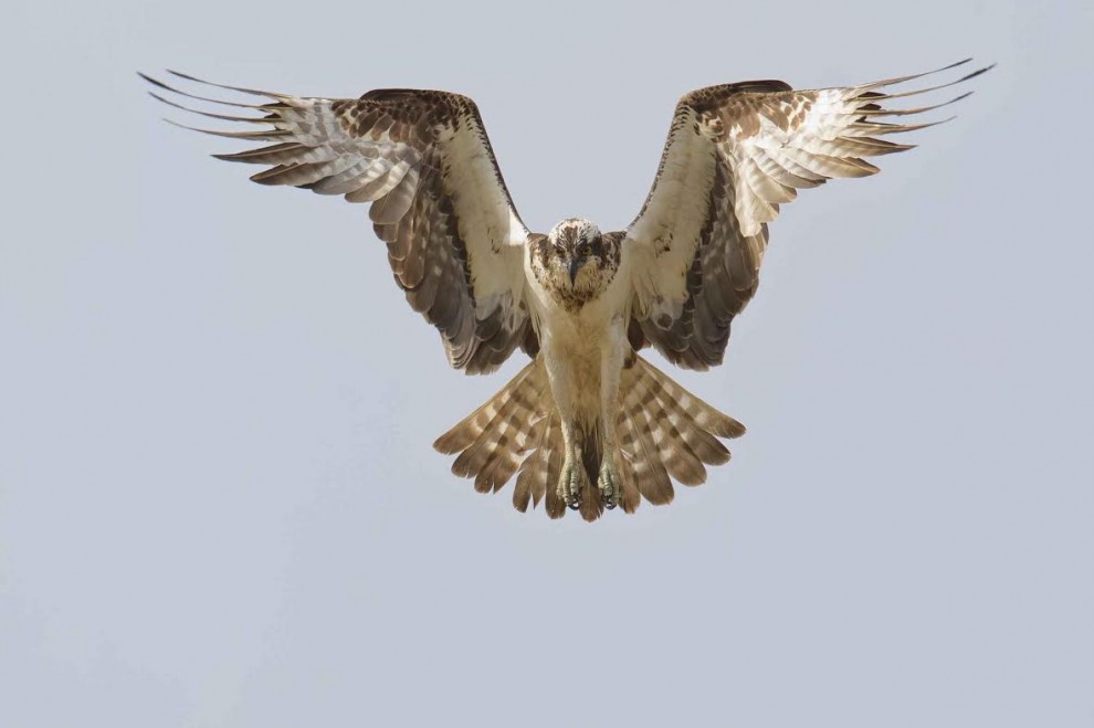 Lituania, falco a caccia di prede: catturata una carpa