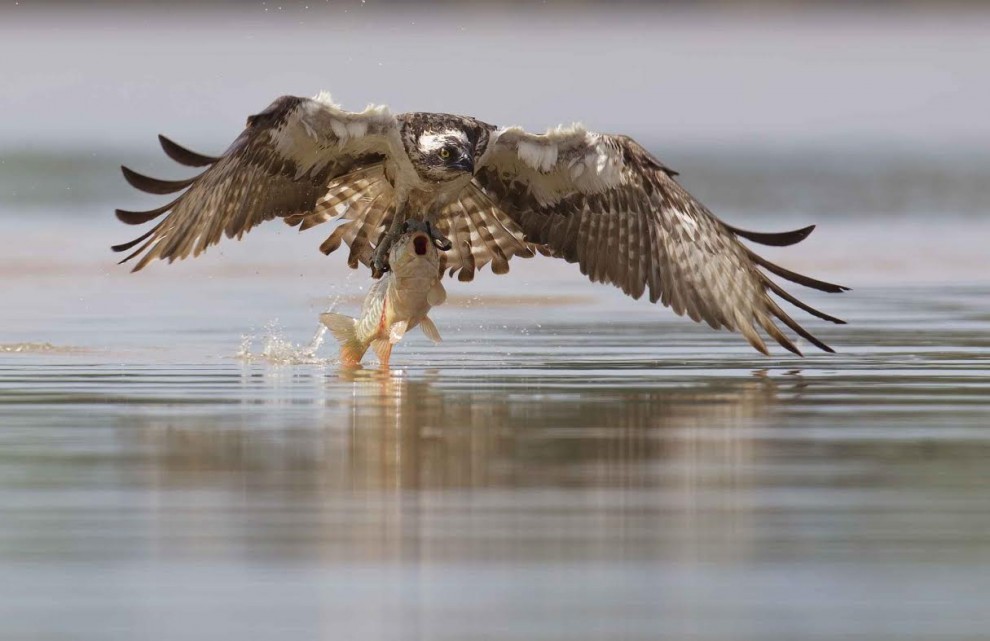 Lituania, falco a caccia di prede: catturata una carpa