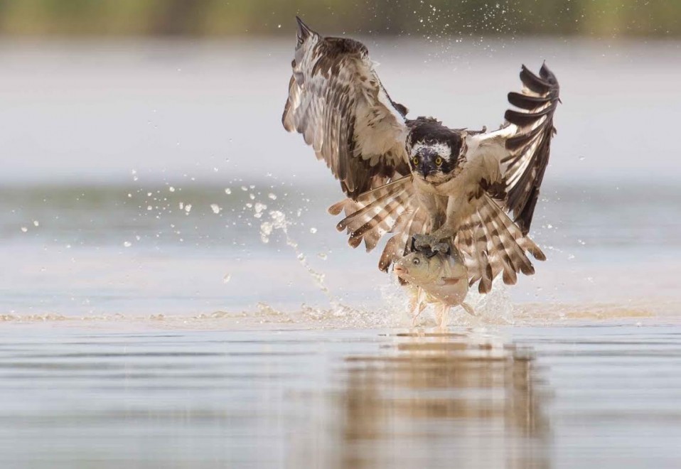 Lituania, falco a caccia di prede: catturata una carpa