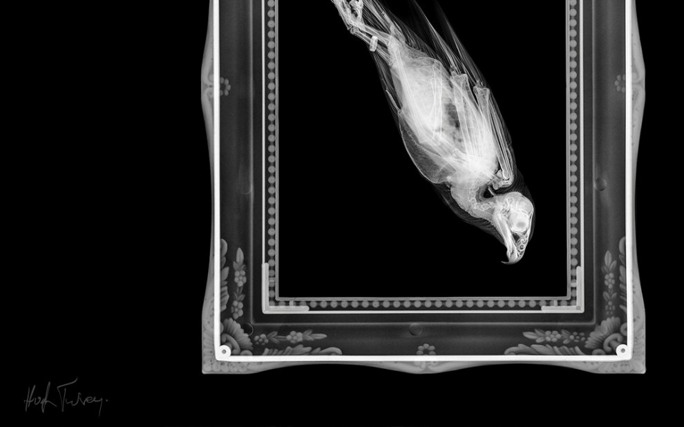 Tra arte e scienza: ecco le fotografie ai raggi x