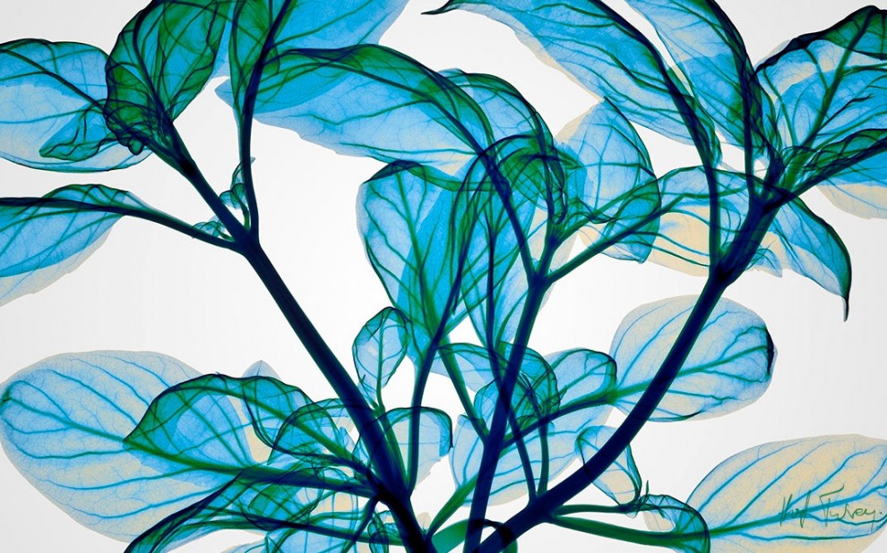 Tra arte e scienza: ecco le fotografie ai raggi x