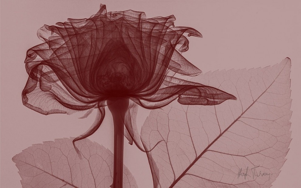 Tra arte e scienza: ecco le fotografie ai raggi x