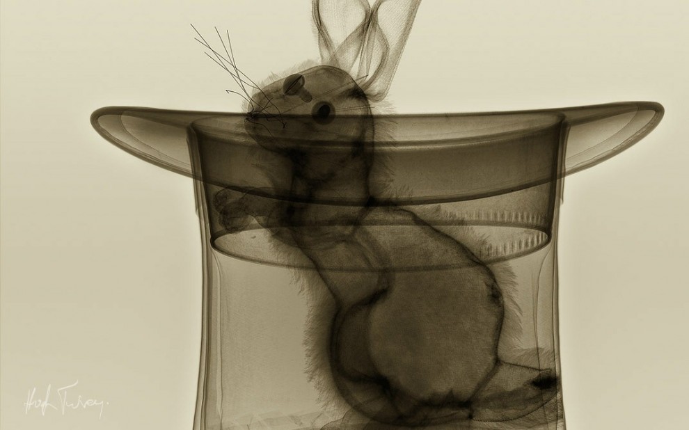 Tra arte e scienza: ecco le fotografie ai raggi x