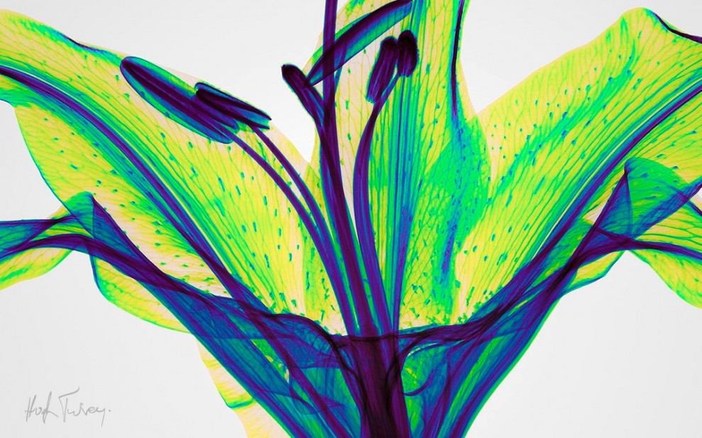 Tra arte e scienza: ecco le fotografie ai raggi x