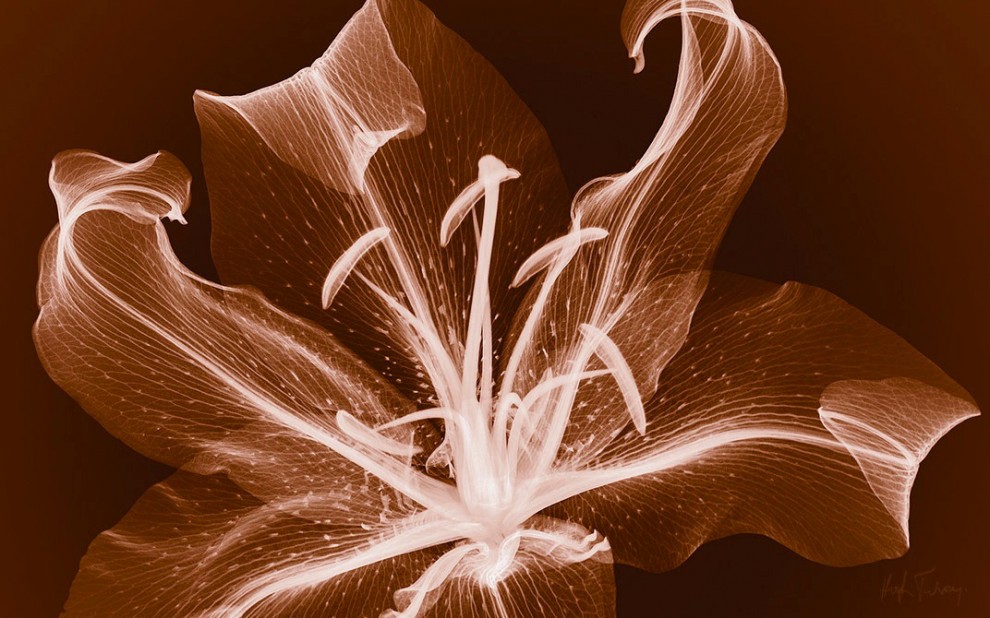 Tra arte e scienza: ecco le fotografie ai raggi x