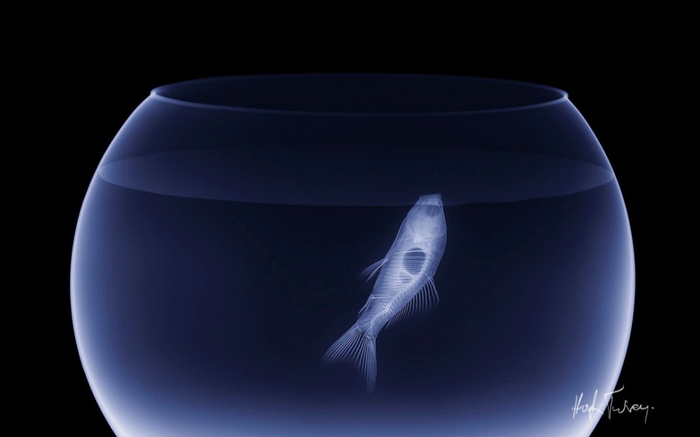 Tra arte e scienza: ecco le fotografie ai raggi x