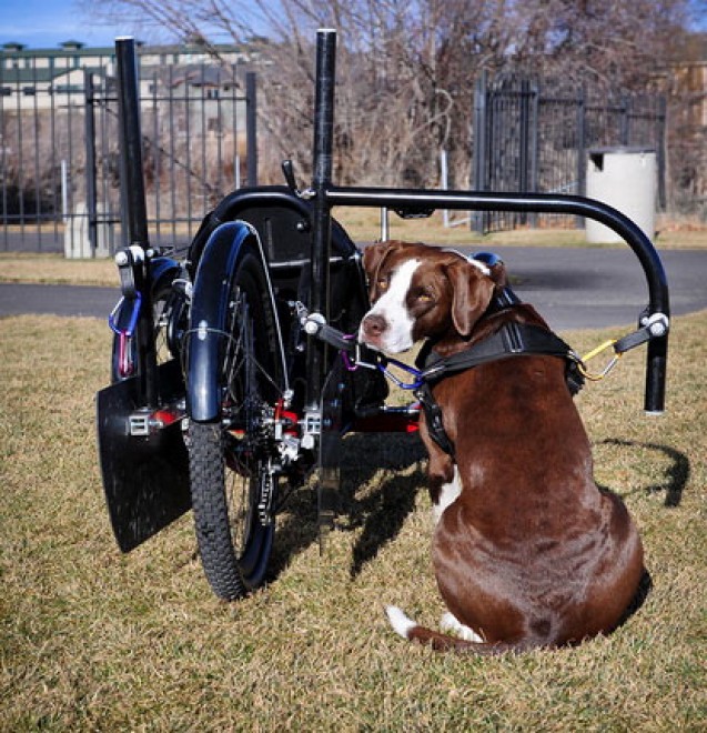 La bici-monopattino per cani e padroni: la pedalata a ritmo
