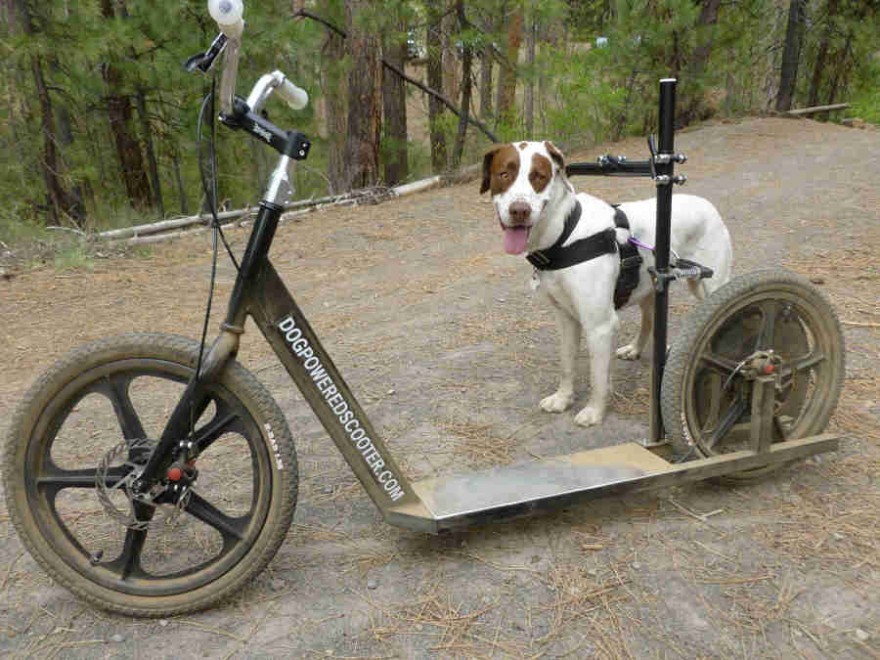 La bici-monopattino per cani e padroni: la pedalata a ritmo