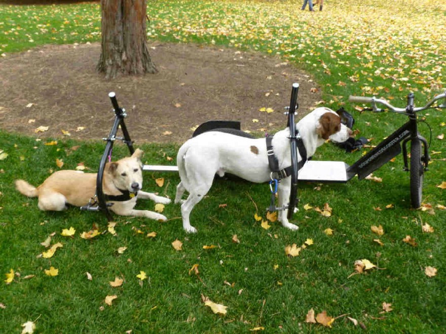 La bici-monopattino per cani e padroni: la pedalata a ritmo