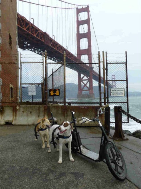 La bici-monopattino per cani e padroni: la pedalata a ritmo