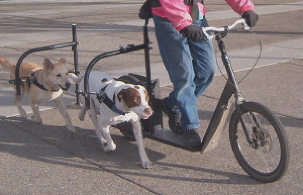 La bici-monopattino per cani e padroni: la pedalata a ritmo
