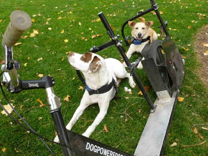 La bici-monopattino per cani e padroni: la pedalata a ritmo