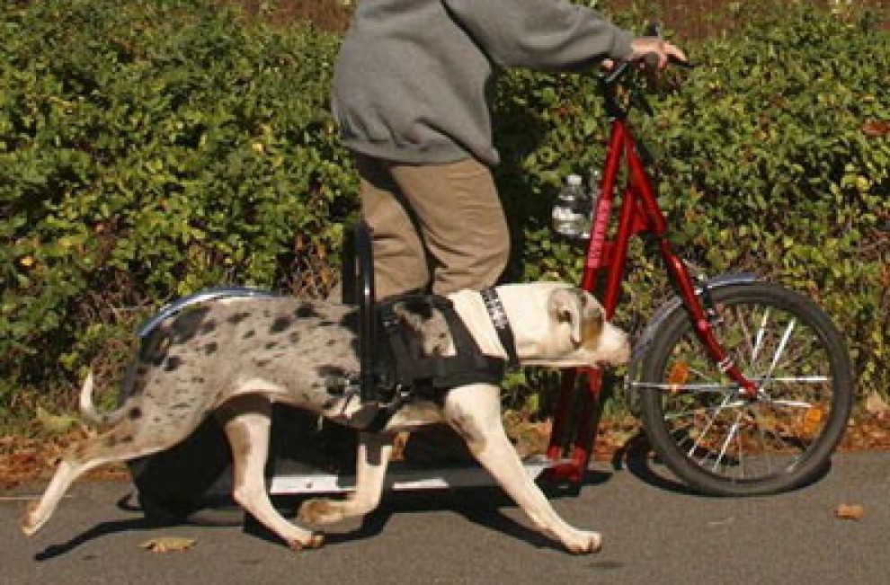 La bici-monopattino per cani e padroni: la pedalata a ritmo