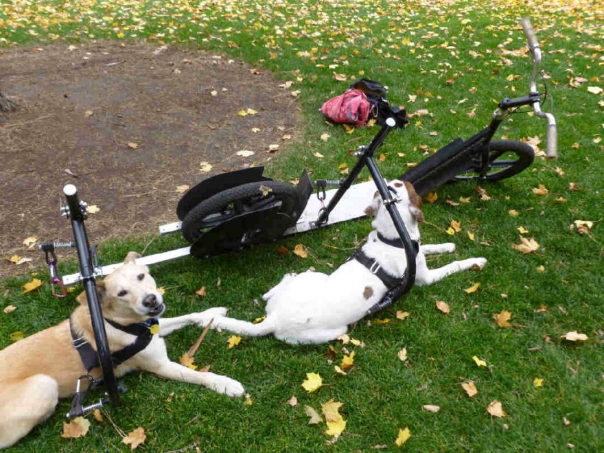 La bici-monopattino per cani e padroni: la pedalata a ritmo