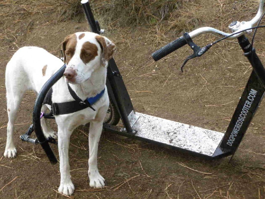 La bici-monopattino per cani e padroni: la pedalata a ritmo