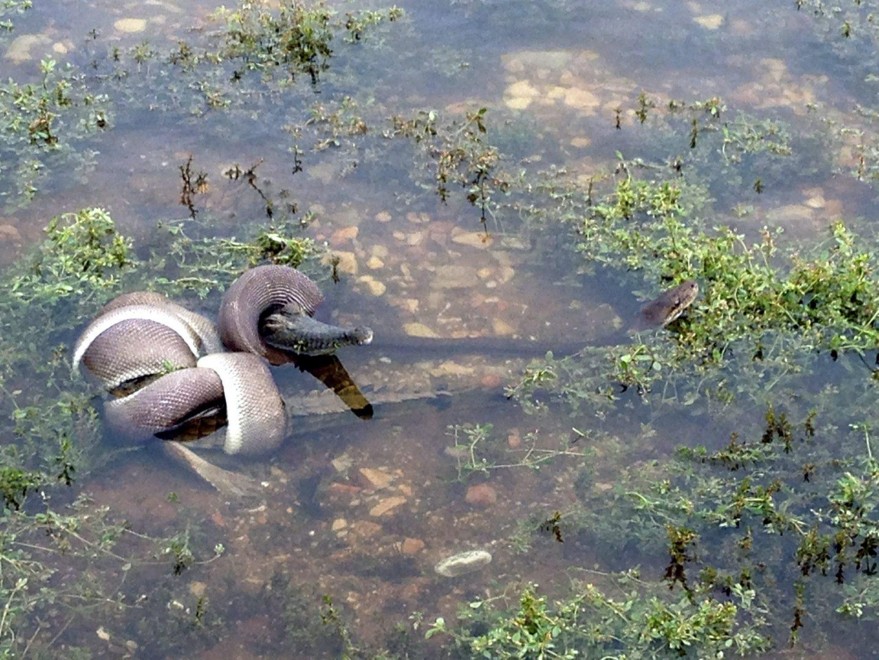 Australia, il duello del pitone: la preda &egrave; il coccodrillo