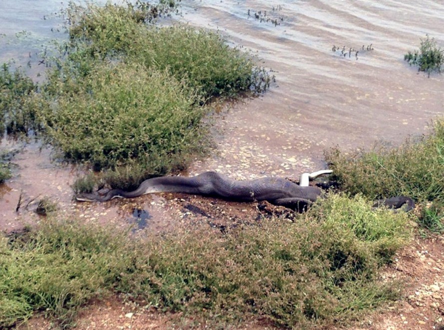 Australia, il duello del pitone: la preda &egrave; il coccodrillo