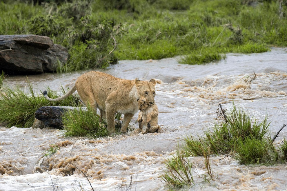 Kenya, mamma leonessa sfida le rapide e salva il cucciolo