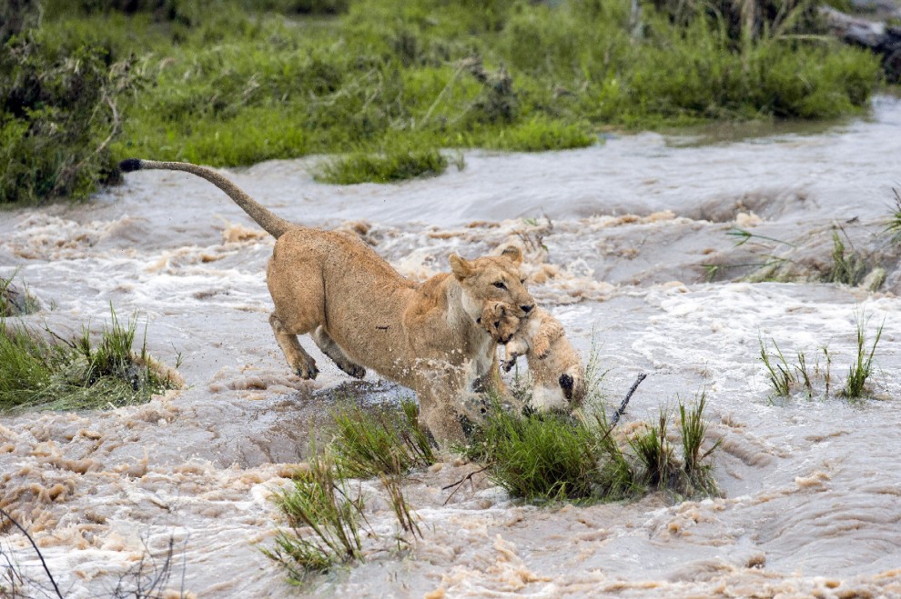 Kenya, mamma leonessa sfida le rapide e salva il cucciolo