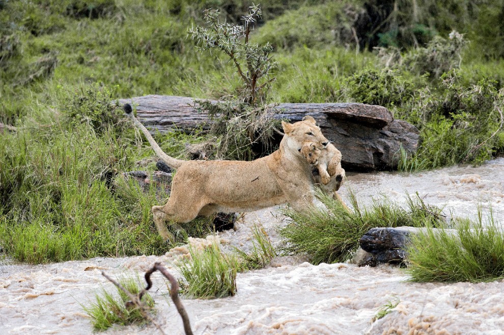 Kenya, mamma leonessa sfida le rapide e salva il cucciolo