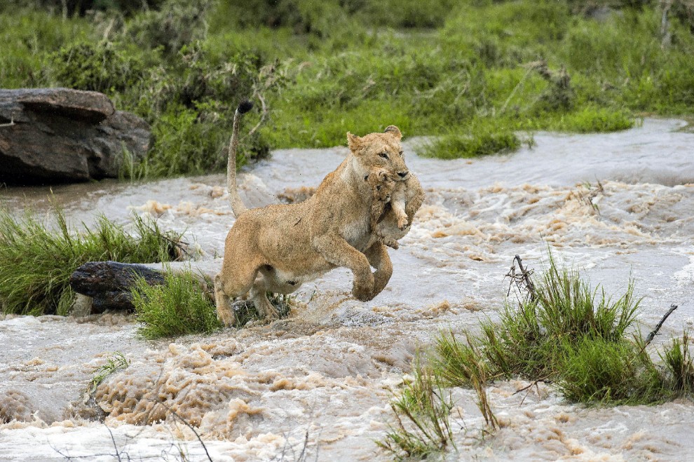 Kenya, mamma leonessa sfida le rapide e salva il cucciolo