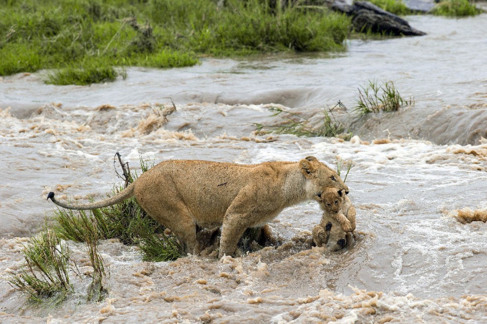 Kenya, mamma leonessa sfida le rapide e salva il cucciolo