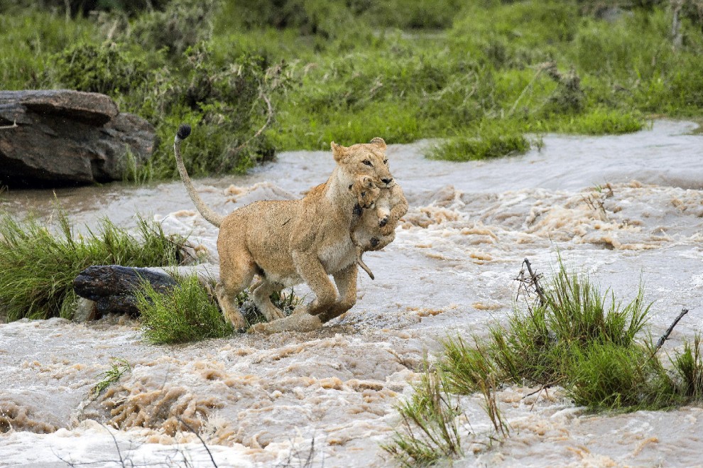 Kenya, mamma leonessa sfida le rapide e salva il cucciolo
