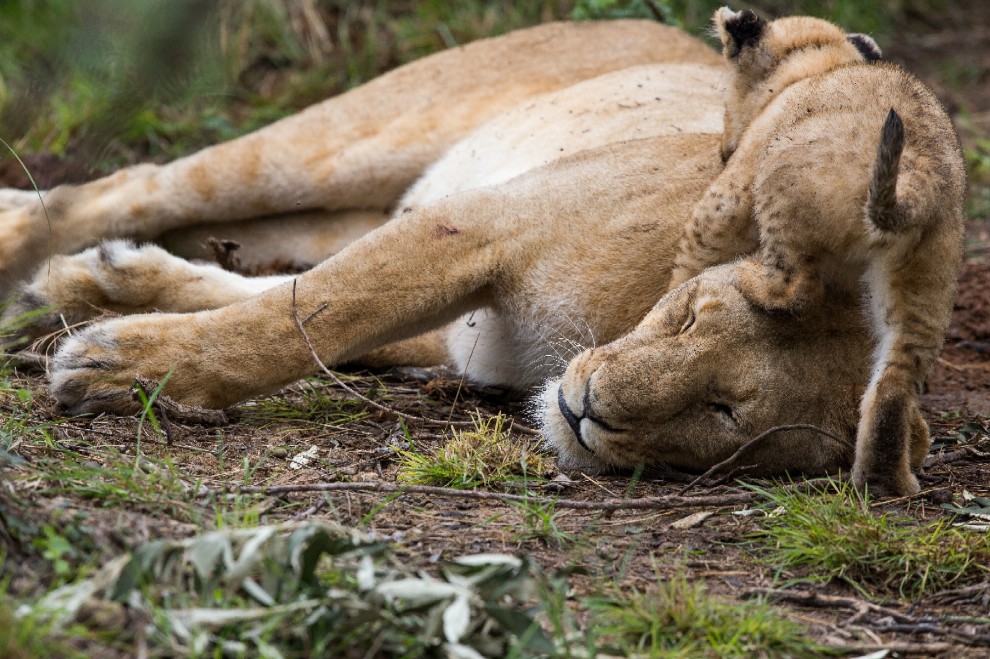 Kenya, mamma leonessa sfida le rapide e salva il cucciolo
