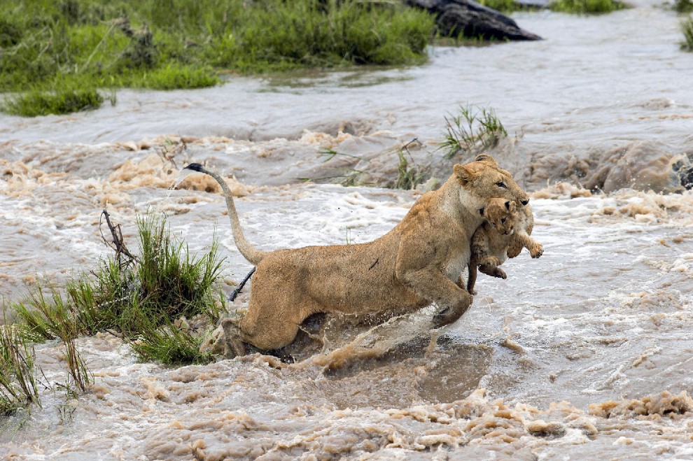 Kenya, mamma leonessa sfida le rapide e salva il cucciolo