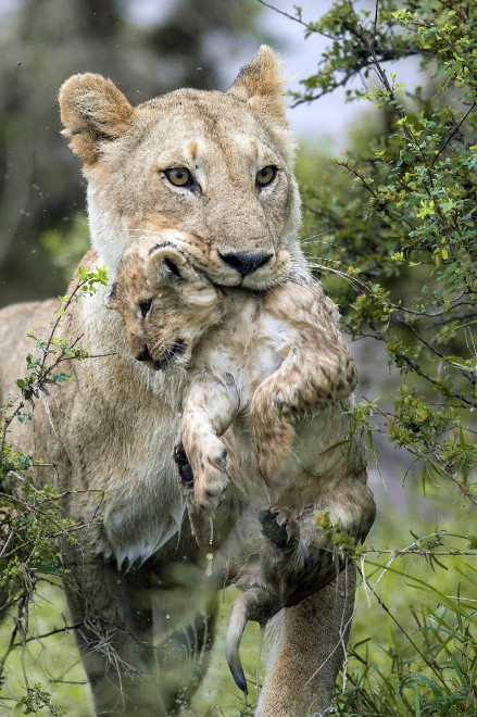 Kenya, mamma leonessa sfida le rapide e salva il cucciolo