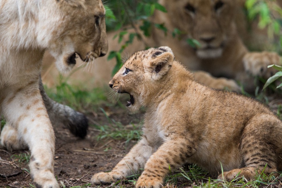 Kenya, mamma leonessa sfida le rapide e salva il cucciolo