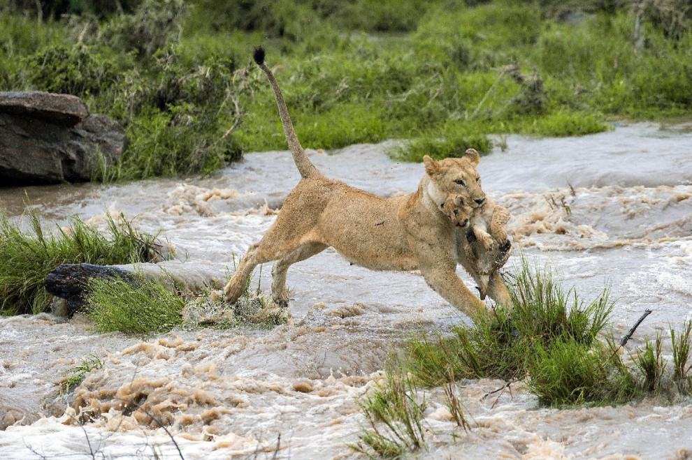 Kenya, mamma leonessa sfida le rapide e salva il cucciolo
