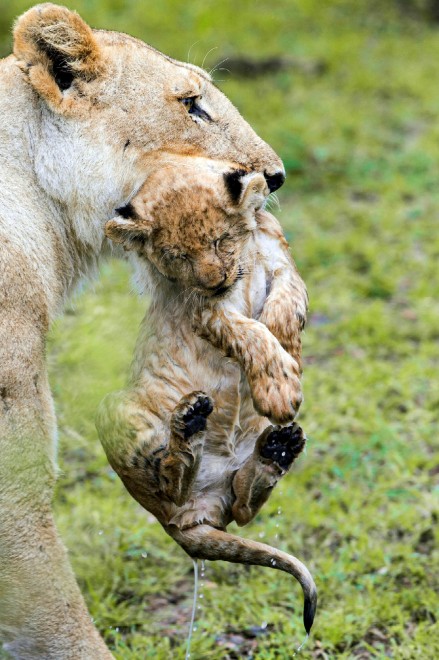 Kenya, mamma leonessa sfida le rapide e salva il cucciolo