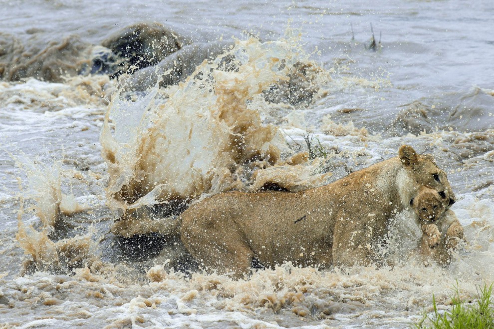 Kenya, mamma leonessa sfida le rapide e salva il cucciolo