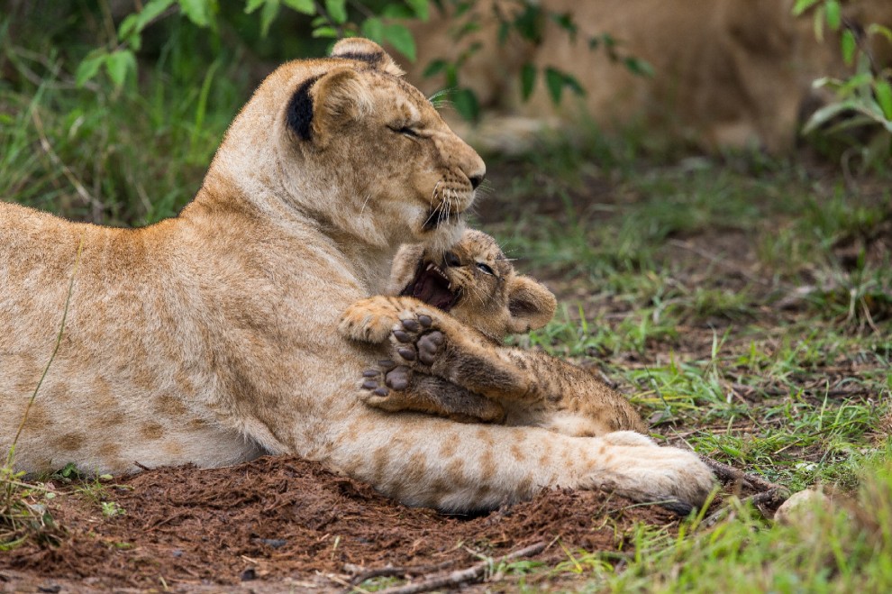Kenya, mamma leonessa sfida le rapide e salva il cucciolo