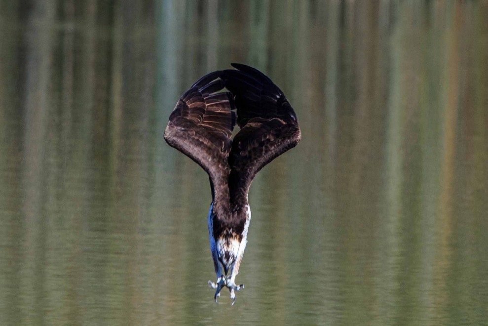Il "pescatore volante": la picchiata del falco in acqua