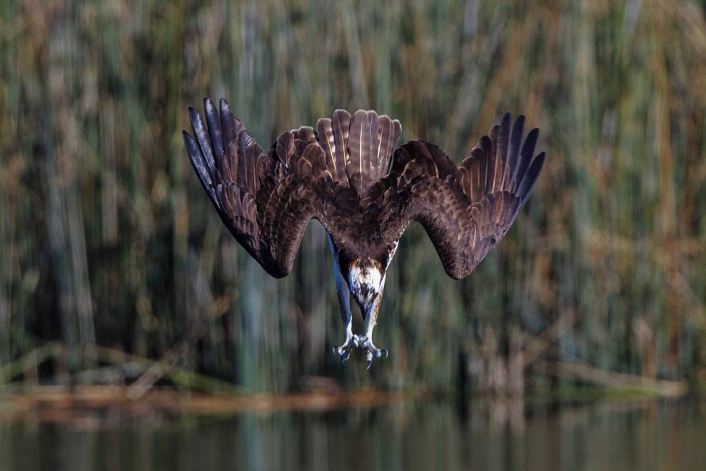 Il "pescatore volante": la picchiata del falco in acqua