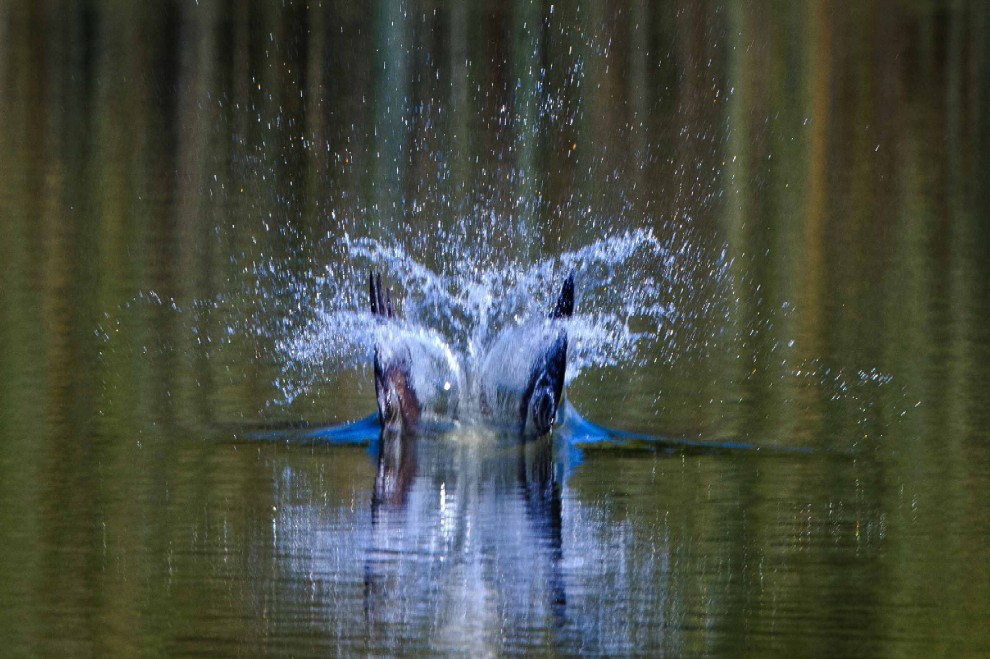 Il "pescatore volante": la picchiata del falco in acqua