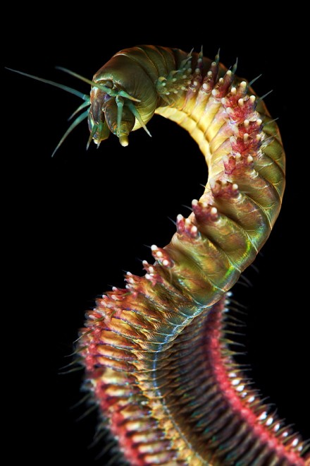 I vermi marini come mostri: foto di specie sconosciute