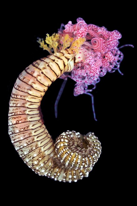 I vermi marini come mostri: foto di specie sconosciute
