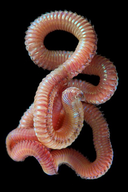 I vermi marini come mostri: foto di specie sconosciute