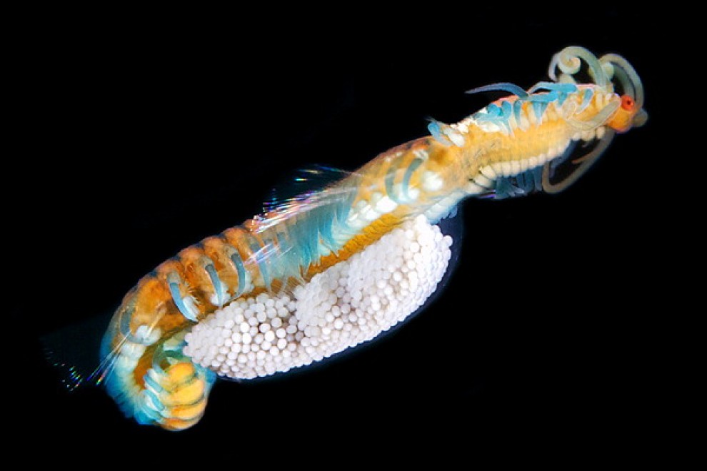 I vermi marini come mostri: foto di specie sconosciute