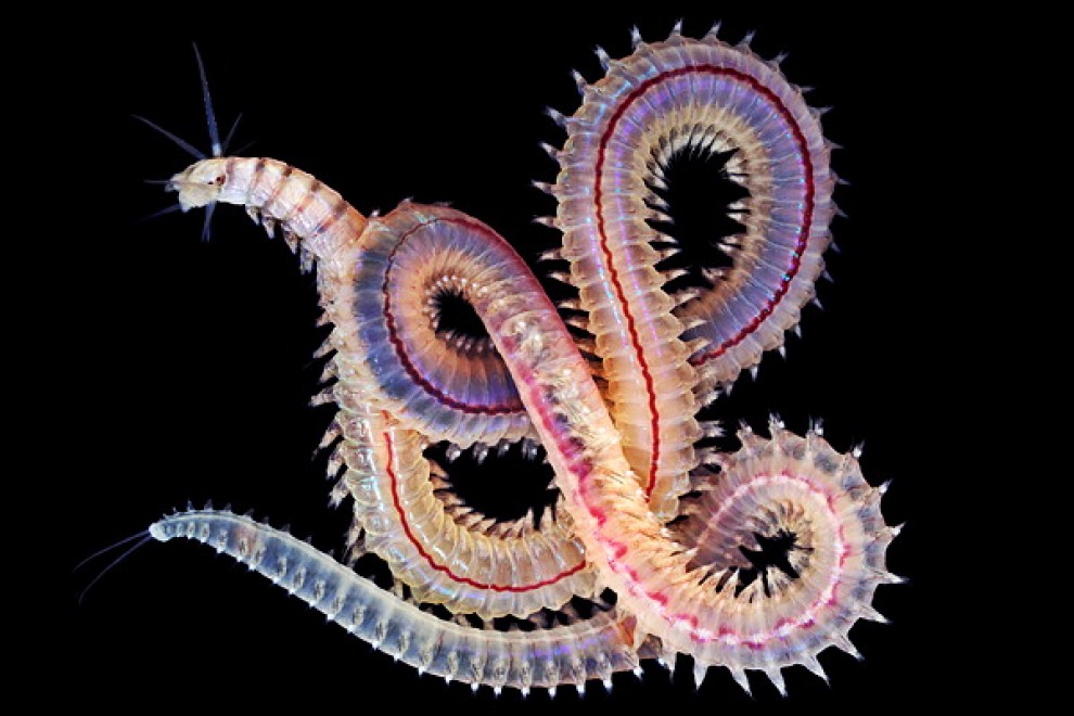 I vermi marini come mostri: foto di specie sconosciute
