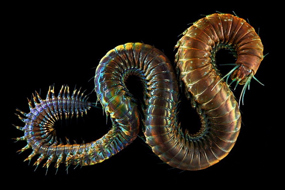 I vermi marini come mostri: foto di specie sconosciute