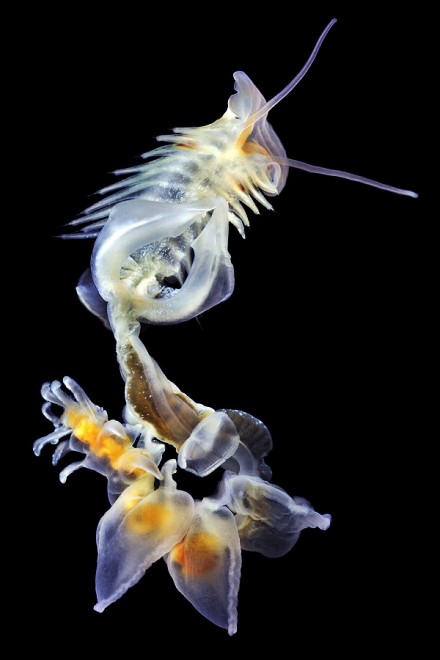 I vermi marini come mostri: foto di specie sconosciute