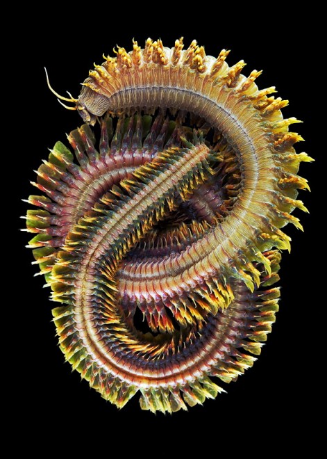 I vermi marini come mostri: foto di specie sconosciute