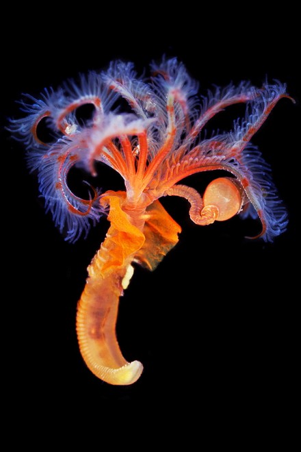 I vermi marini come mostri: foto di specie sconosciute