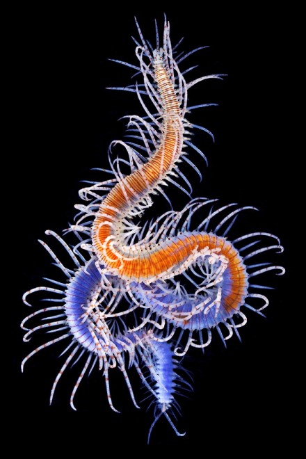 I vermi marini come mostri: foto di specie sconosciute