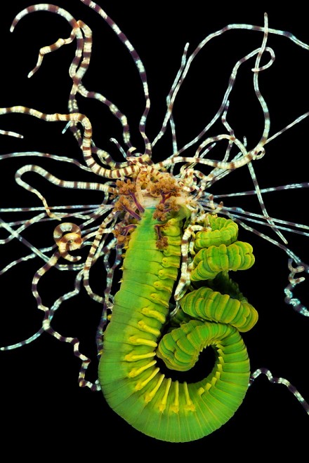 I vermi marini come mostri: foto di specie sconosciute